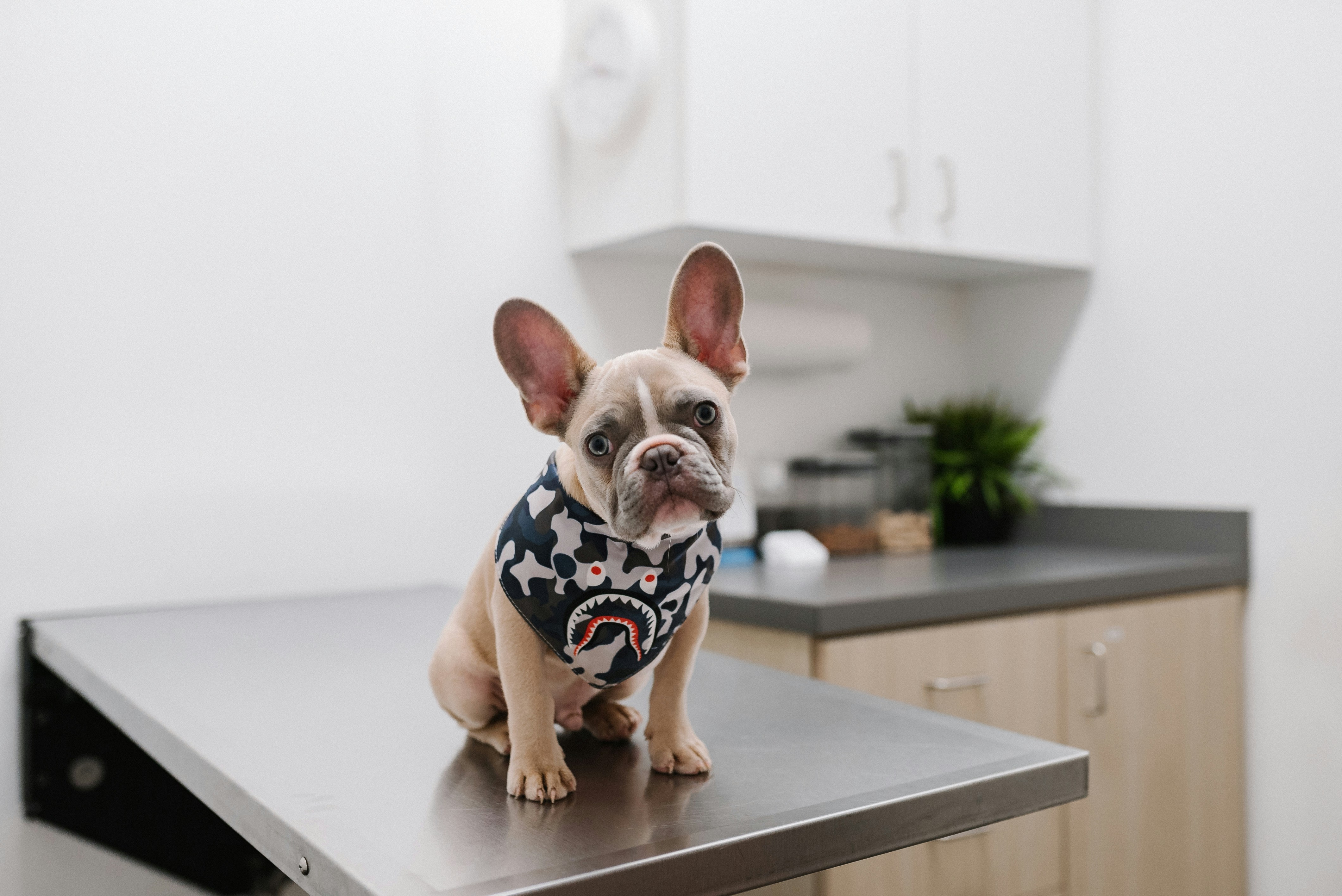 Hund sitzt ruhig auf dem Untersuchungstisch in einer hellen Praxis
